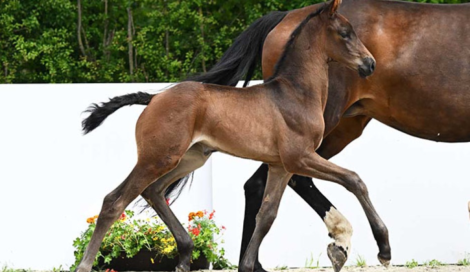 Fibuna (by Fair Deal x Vitalis) :: Hubert Fischer