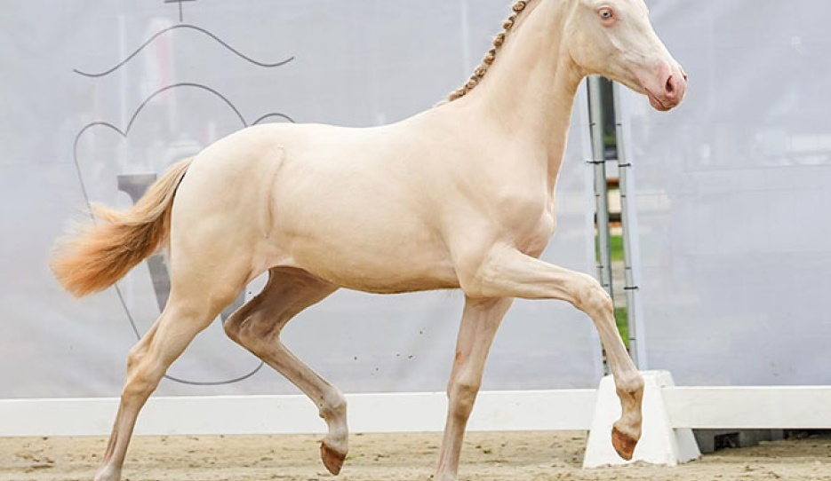 Golden Angel B (by Gold Garant x Pilatus) 