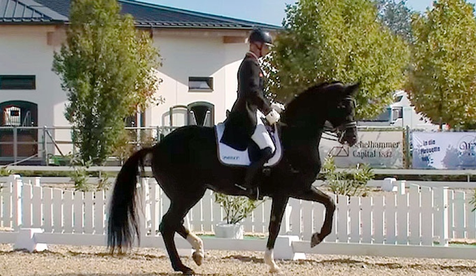 Peter Gmoser and Dante's Daiquiri at the 2024 Austrian Dressage Championships