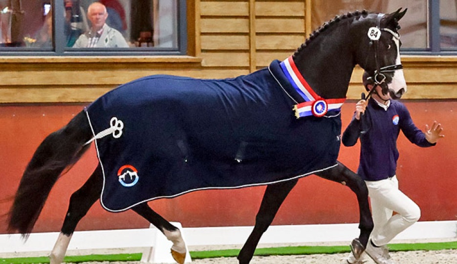So Next Level, the champion of the 2025 NRPS Stallion Licensing :: Photo © Sandra Nieuwendijk
