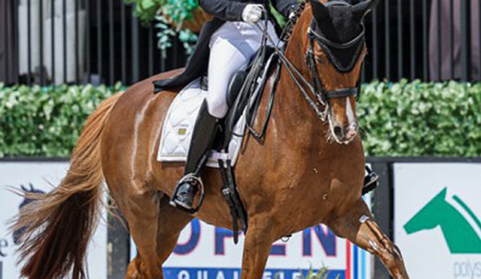 Belinda Trussell and Quincy in the Developing PSG Horse class at the 2025 CDI Wellington :: Photo © Sue Stickle