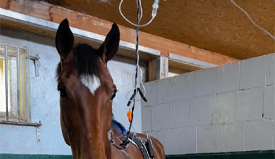 Fabuleuse Surprise at the equin clinic in Telgte :: Photo © Anna Timm