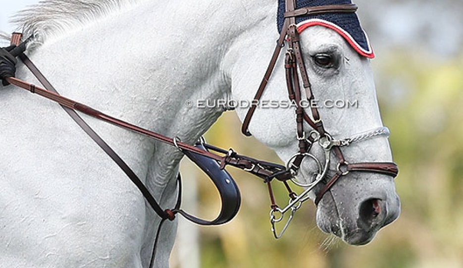 A show jumper at the 2025 CSI Wellington :: Photo © Astrid Appels