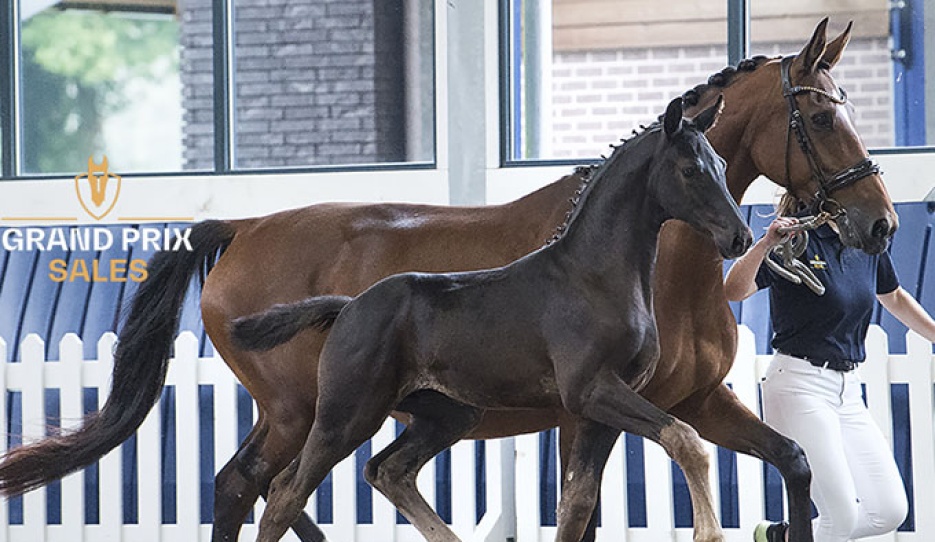 Vainqueur: colt by Dream Boy x De Niro 