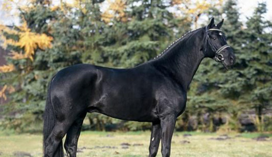 Dauphin at Aileron stables in Canada