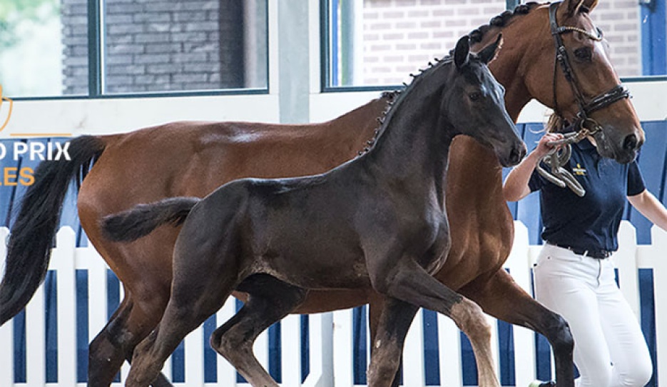 Vainqueur (by Dream Boy x De Niro) 