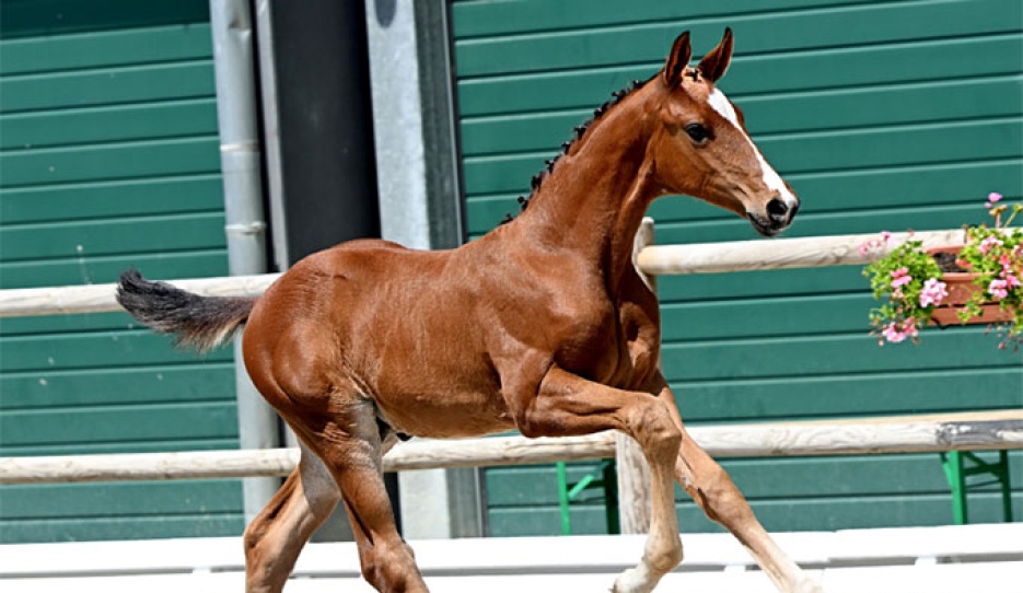 Vileo (by Viva Romance PS x Dantes Junior) 