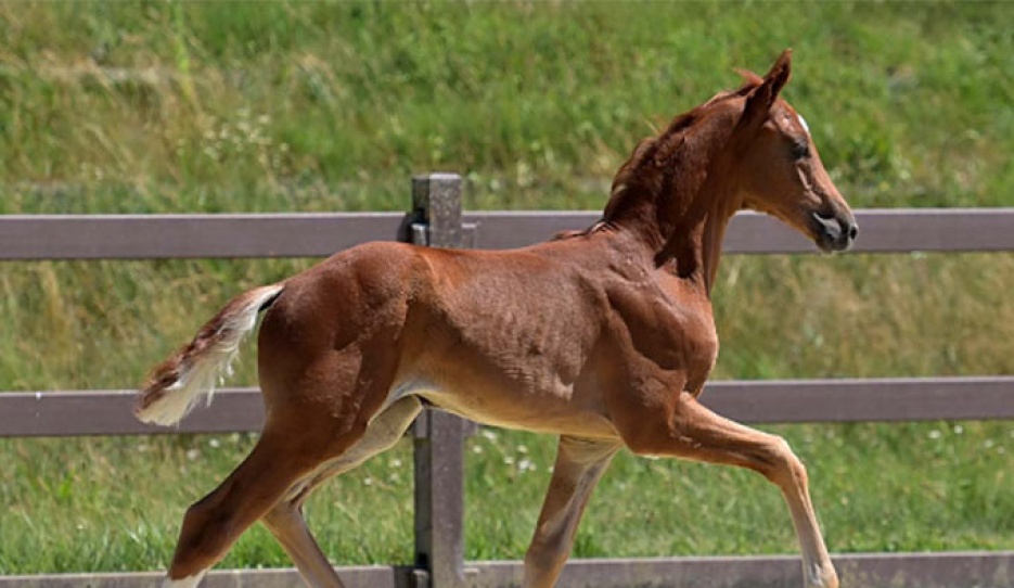 Daisy Deluxe (by De Sandro x Vivino) :: Photo © Hannoveraner Verband