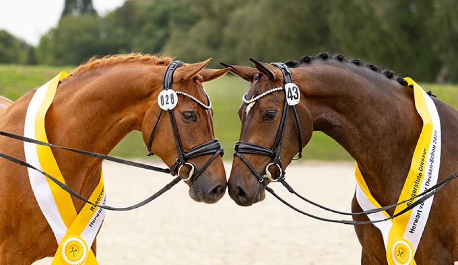 Champion Mare  Joyride (right) and reserve Champion Mare  Embella Rose (left) :: Photo © Hannoveraner Verband)
