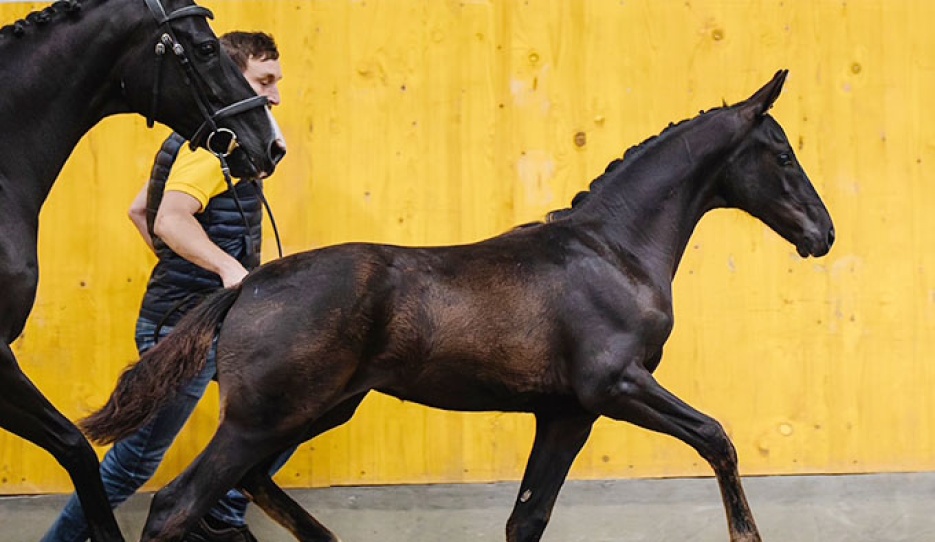 True Prince (by True Hope PS x Don Frederico)