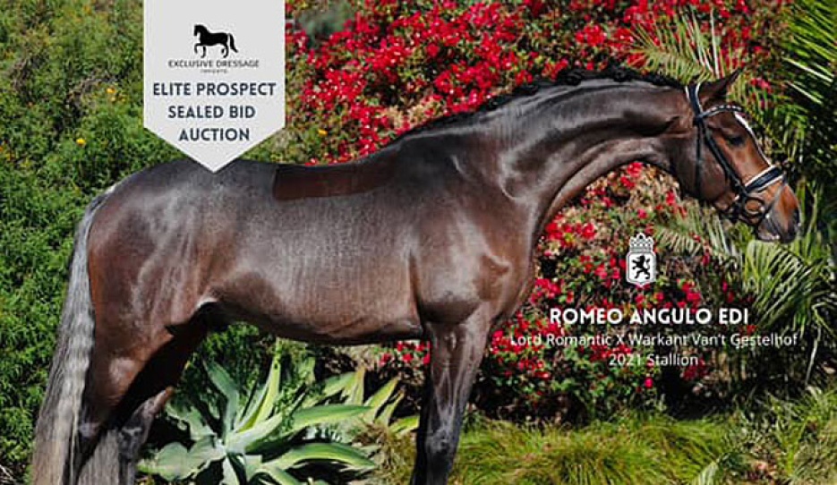 Romeo EDI (by Lord Romantic x Warkant)