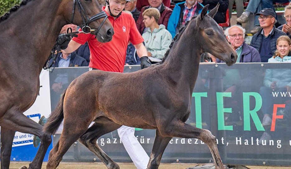 Viva Love (by Viva Gold) changed hands for the top price of 250,000 euro :: Photo © Recki