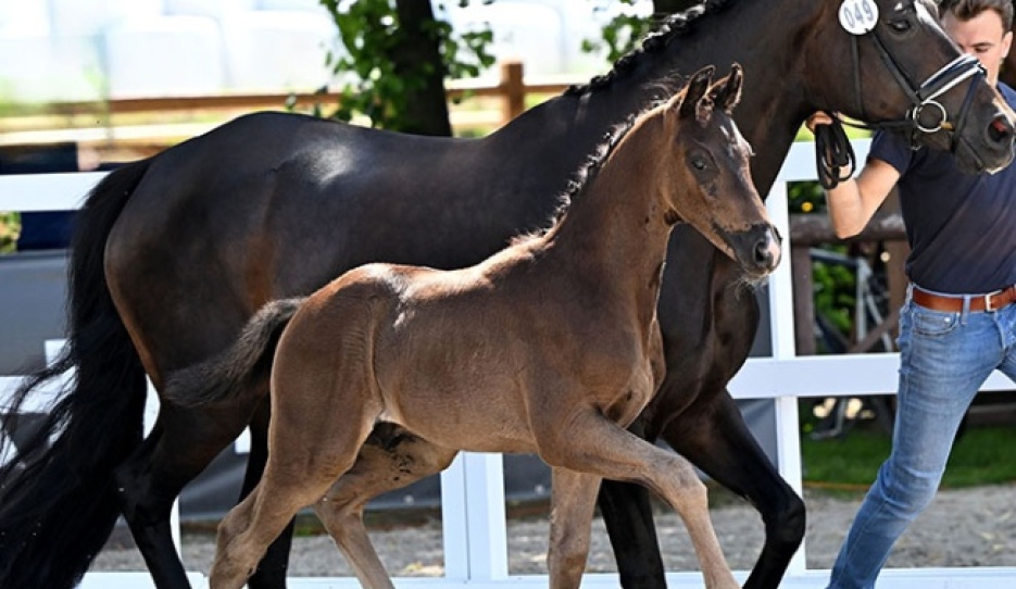 True Dalou (by True Hope PS x Furst Romancier)