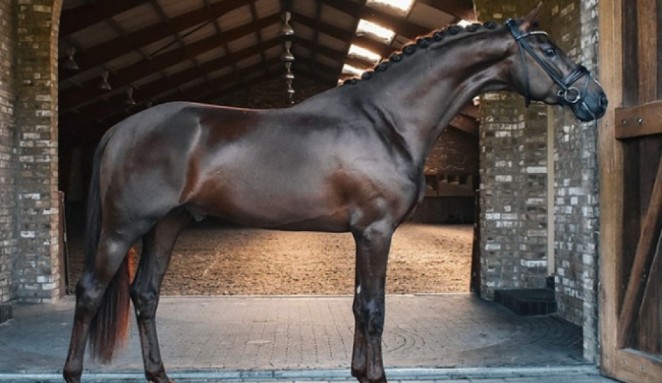 Sunrays Flower - 3 year old stallion by Las Vegas x Fürsten-Look x Future