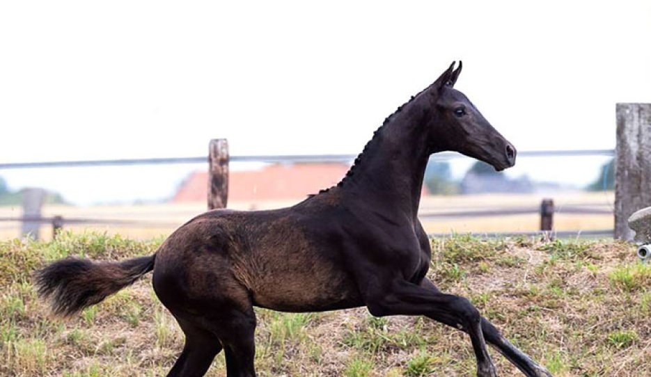Colt Carat Noir from 't Huka (by Secret Lover x Jameson x Sandro Hit)
