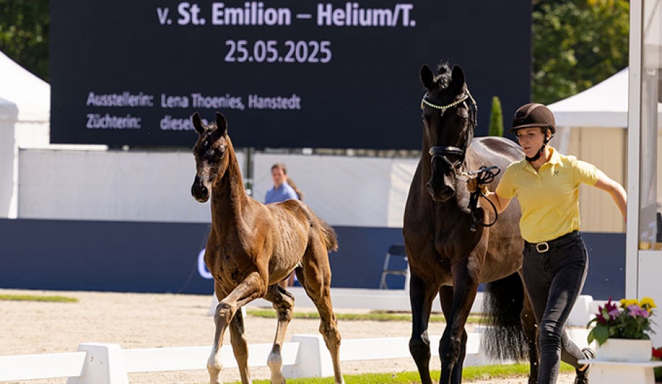 Sauvignon (by St. Emilion x Helium)