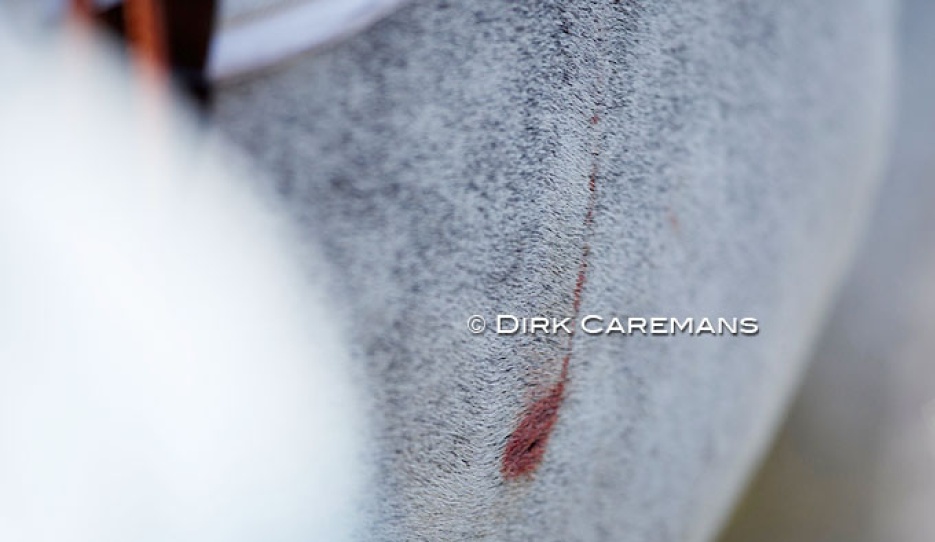 The famous "insect bite" on a show jumper, here at the 2017 European Young Riders Jumping Championships in Samorin :: Photo © Dirk Caremans