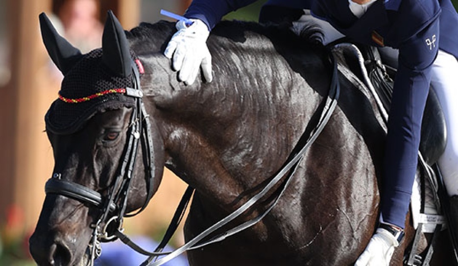 Dressage is a devotional practice