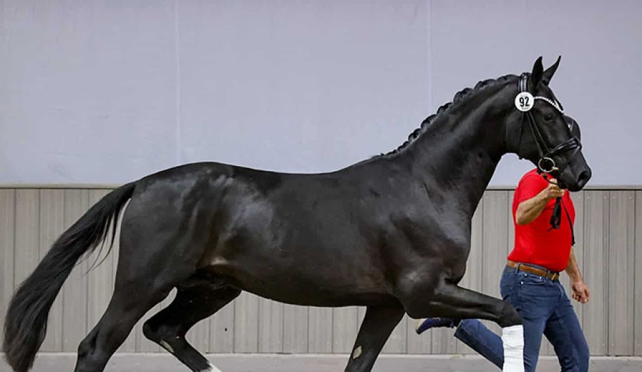 Blank Space (by Bonderas x San Amour x Depardieu), bred by Petra Kerschbaum :: Photo © Petra Kerschbaum