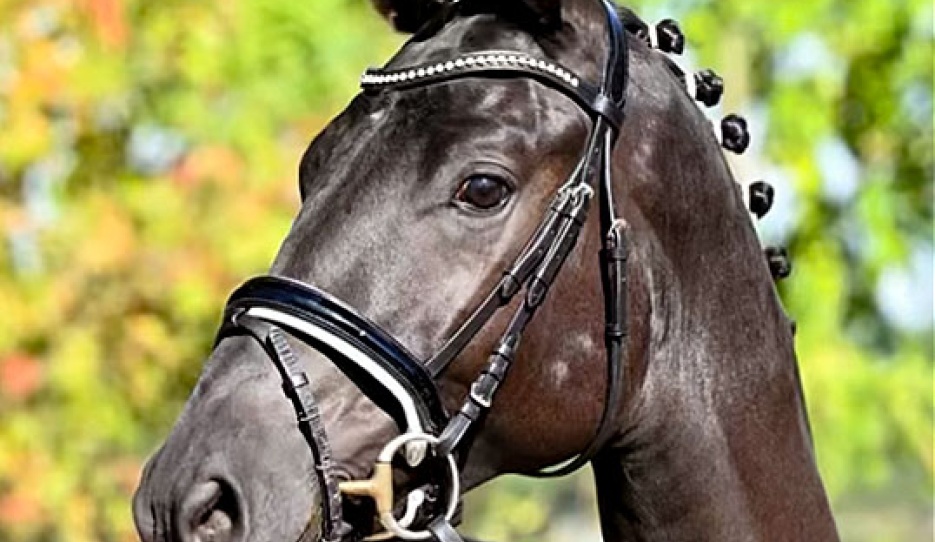 Colt by Fellini x Connery x Biotop :: Photo © Trakehner Verband