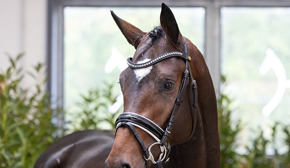 Colt by Escaneno - Lauries Crusador xx - Ferro - Breeder: Zuchthof Dree Boeken :: Photo © Hannoveraner Verband