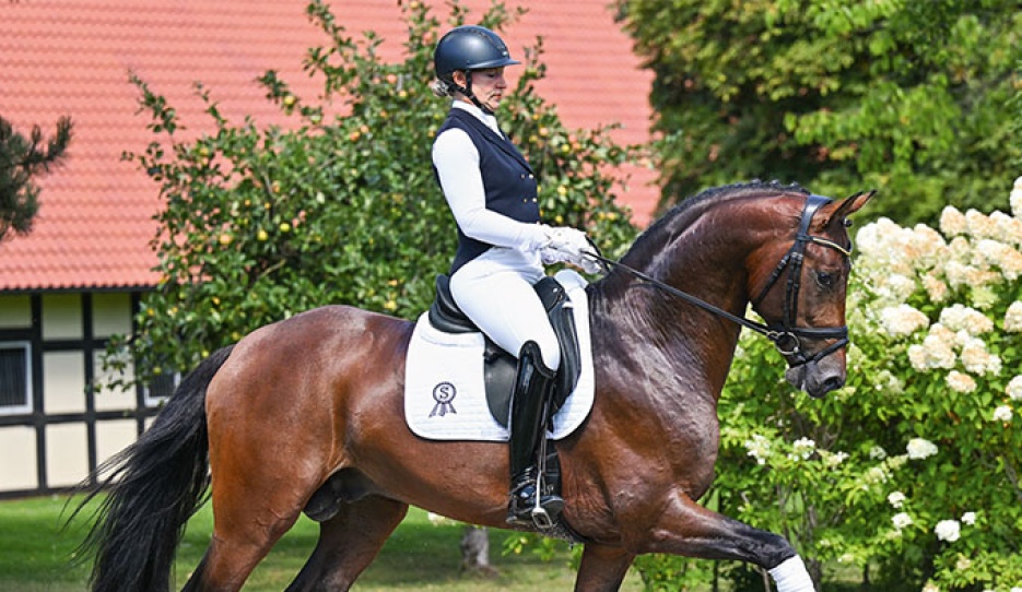 V-Plus Extra (by Vivaldi x Furst Romancier)