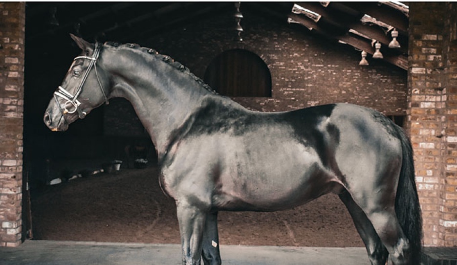 Sisrava (by Jameson RS2 x Negro x Monaco)