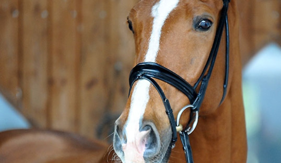 International Grand Prix horse Cricket BD (by Charmeur x Don Frederico)