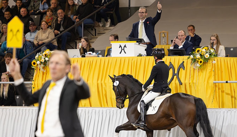 Vantastica (by Von Und Zu x Mighty Magic) :: Photo ©  Hannoveraner Verband