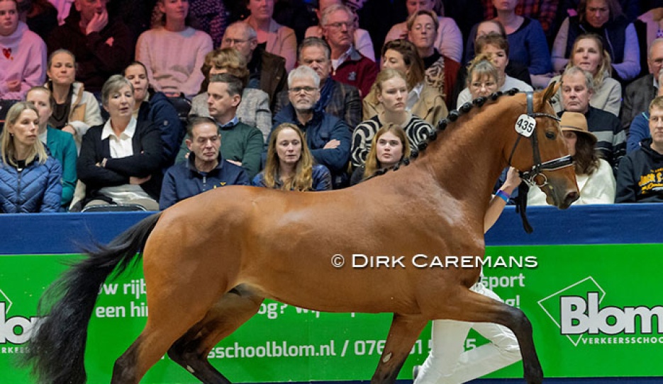 Saint McLaren SG at the 2025 KWPN Stallion Licensing :: Photo © Dirk Caremans