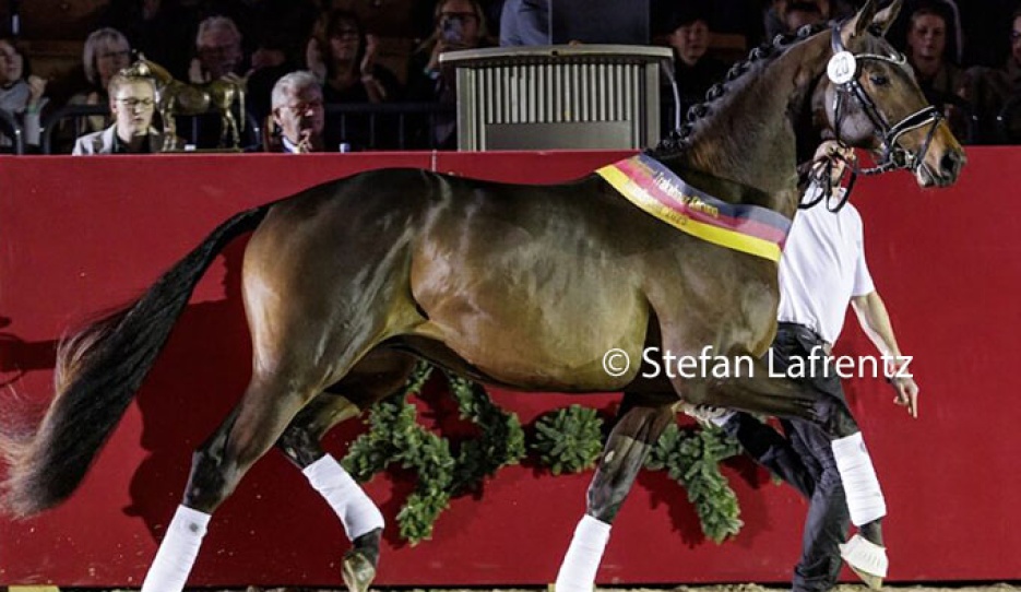 Eichenkönig (by Kentucky x Hofrat x Schwadroneur) :: Photos © Stefan Lafrentz