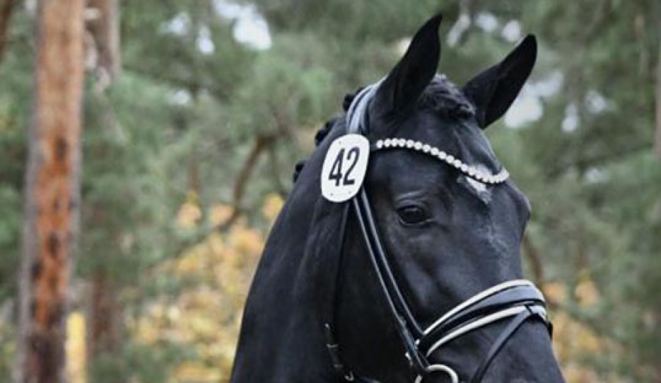 The 2025 Oldenburg Licensing champion by Bonds x Diamond Hit :: Photo © Kiki Beelitz