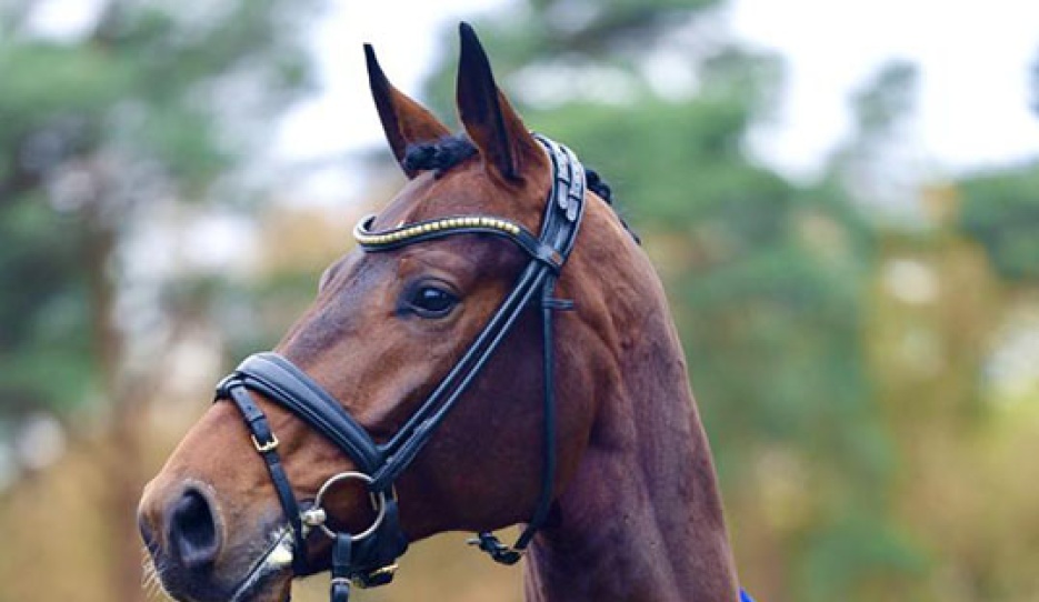 Verbier (by Von Und Zu x Dancier x St. Moritz), the 2025 Oldenburg Main Premium Winner :: Photo © OLD Art