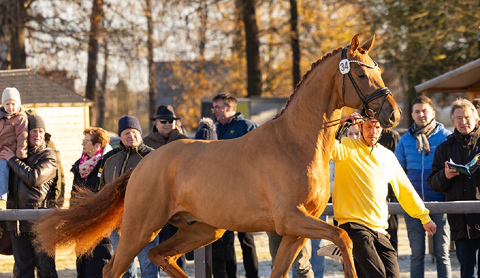 Premium stallion TH Vivaldo (by Vivaldos x Revolution) at the 2025 Hanoverian stallion licensing :: Photo © Hannoveraner Verband