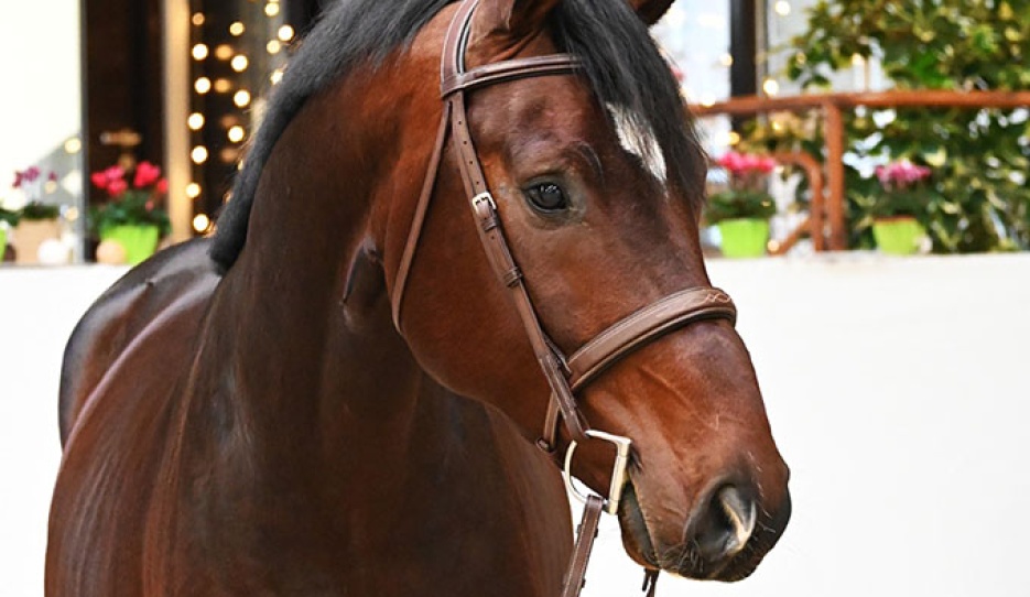 San Severinus (by Si Senor x Cassone)