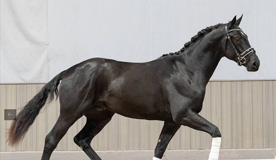 Daydream (by Despacito x Bon Coeur)