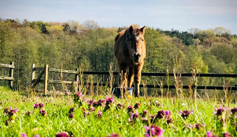 36-year old pony enjoying a long, fulfilled retirement in the field :: Photo © Astrid Appels