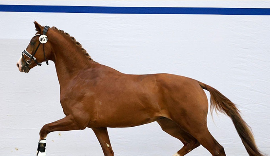 Titanium, who is by the now gelded New Orleans out of a Feel Good x Jazz dam, at the pre-selection for the 2026 KWPN Stallion Licensing :: Photo © Digishots