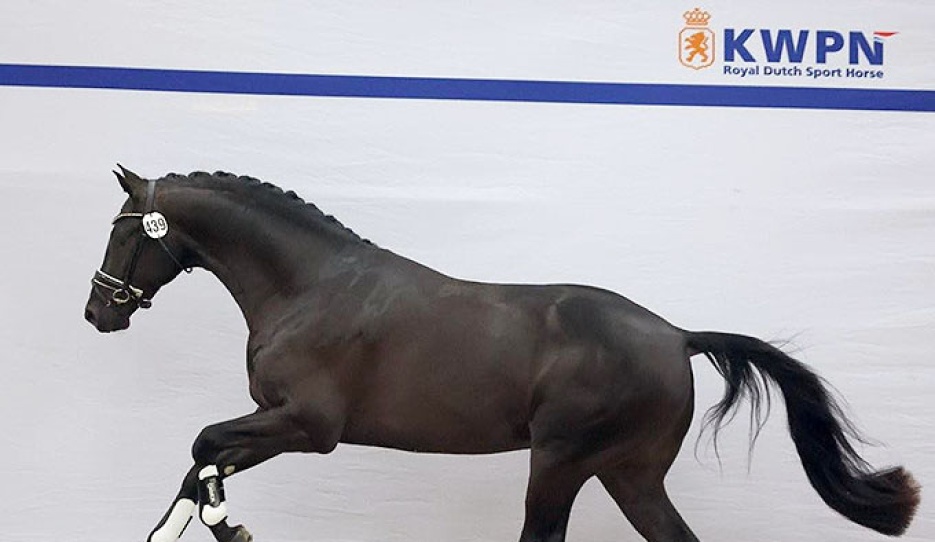 Tzadok (by Mauro Turfhorst x Ferdinand)