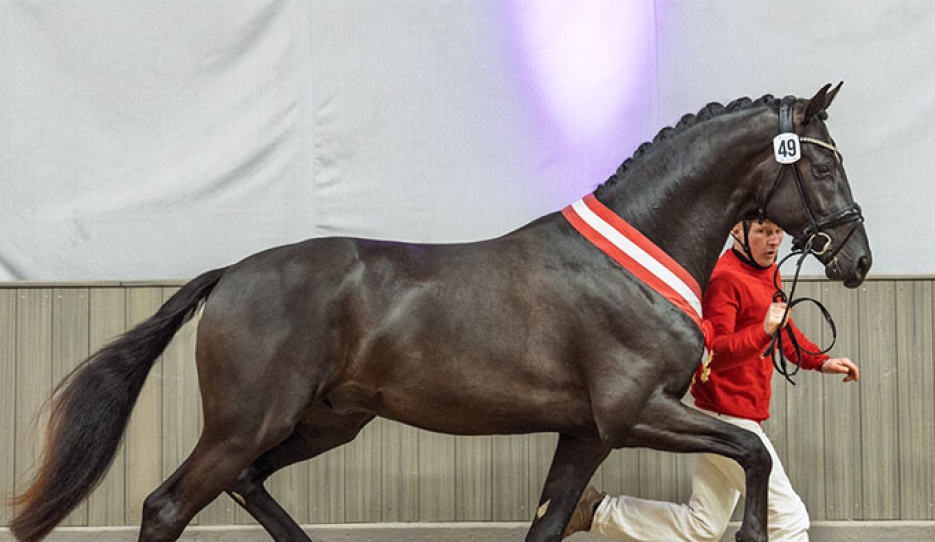 Champion Stallion by So Perfect x Dream Boy :: Photo © Recki