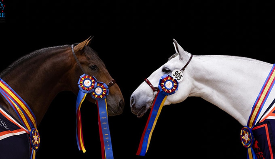 U.S.P.R.E. Celebrates the PRE Horse at Ibericon 2025: champions Santiago HGF and Helena :: Photos © Lily Forado