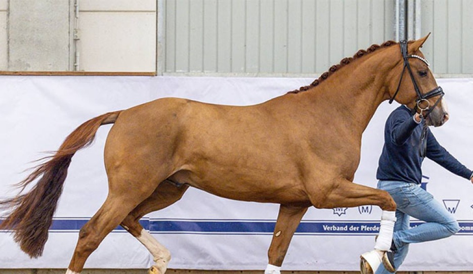 T-Roc (by Total Diamond x Furst Wilhelm)