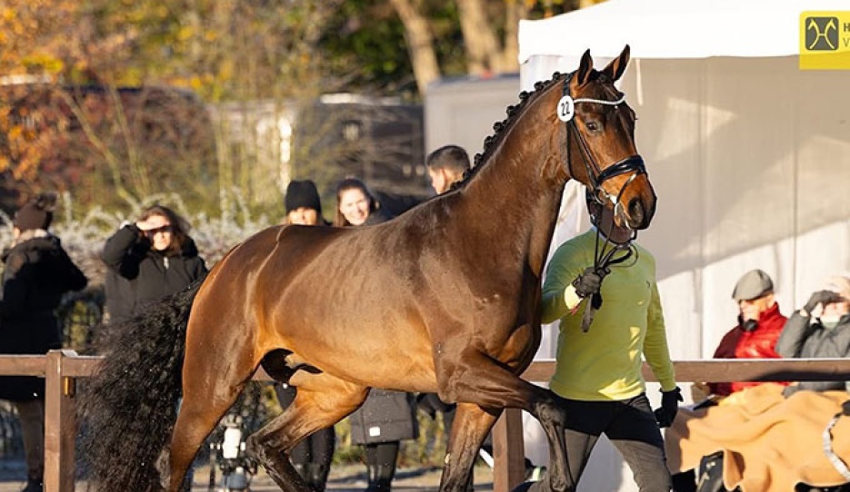Valdric (by Valdiviani x Feinrich) named premium at the 2025 Hanoverian Stallion Licensing :: Photo © Hannoveraner Verband