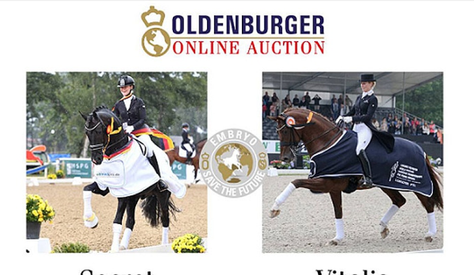 Best selling embryo in the 2025 Oldenburg Save the Future Embryo and Youngster Auction