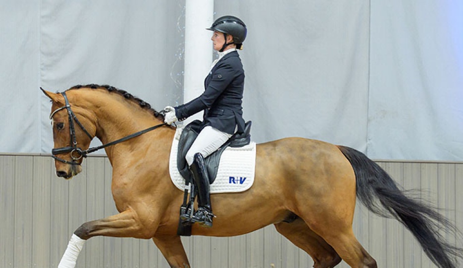 Bennedictus (by Bonds x Quaterback) :: Photos © Recki media