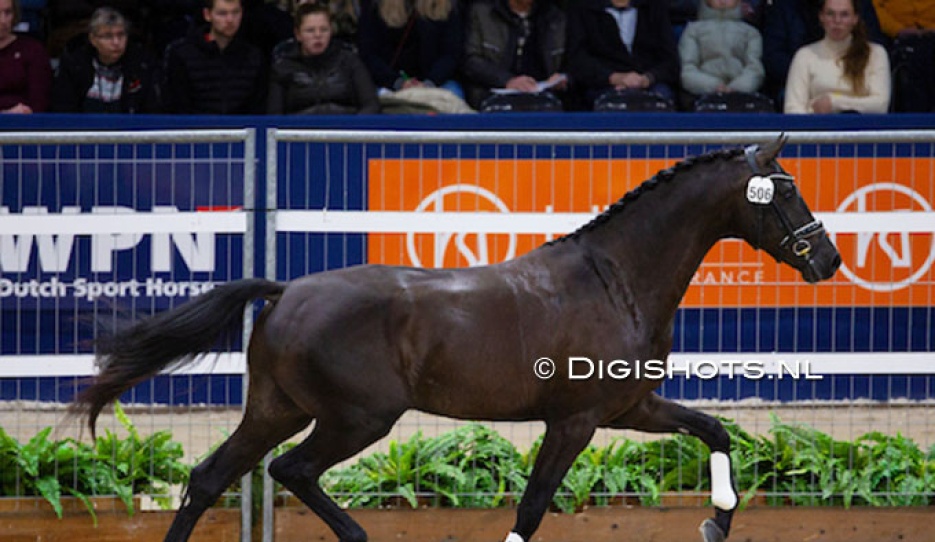 Rafiq at the 2024 KWPN Stallion Licensing :: Photo © Digishots