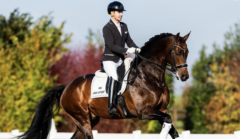 Blue Hors Zackerey :: Photo © Equigeniek