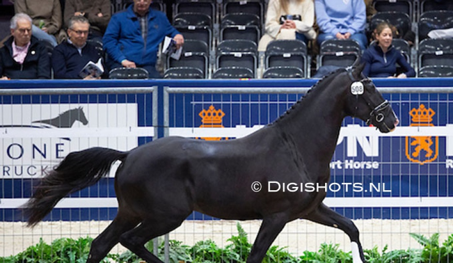 So Total in the second phase at the 2025 KWPN Stallion Licensing :: Photo © Digishots