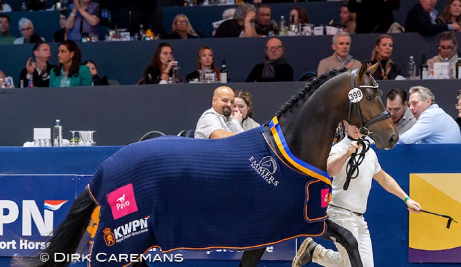 Tony Gold, champion of the 2026 KWPN Stallion Licensing :: Photos © Dirk Caremans