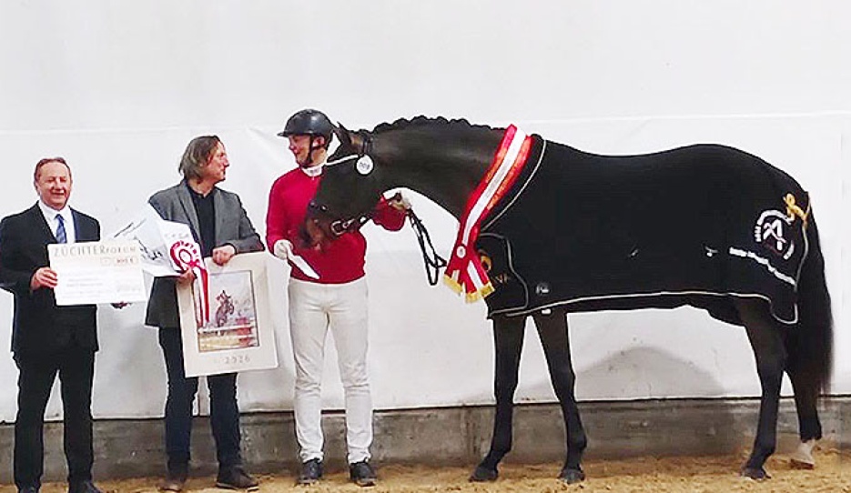 Konstantin K is the champion of the 2026 Austrian Warmblood Stallion Licensing 